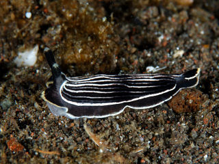 <i>Armina magna</i> Species of gastropod