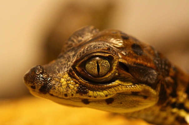 File:Bébé caïman à lunettes.jpeg