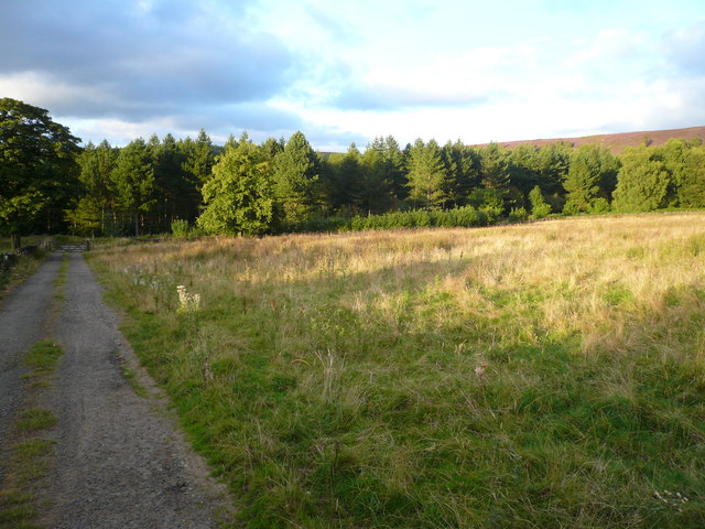 File:Beeley - Track view in direction of Beeley Plantation - geograph.org.uk - 541029.jpg