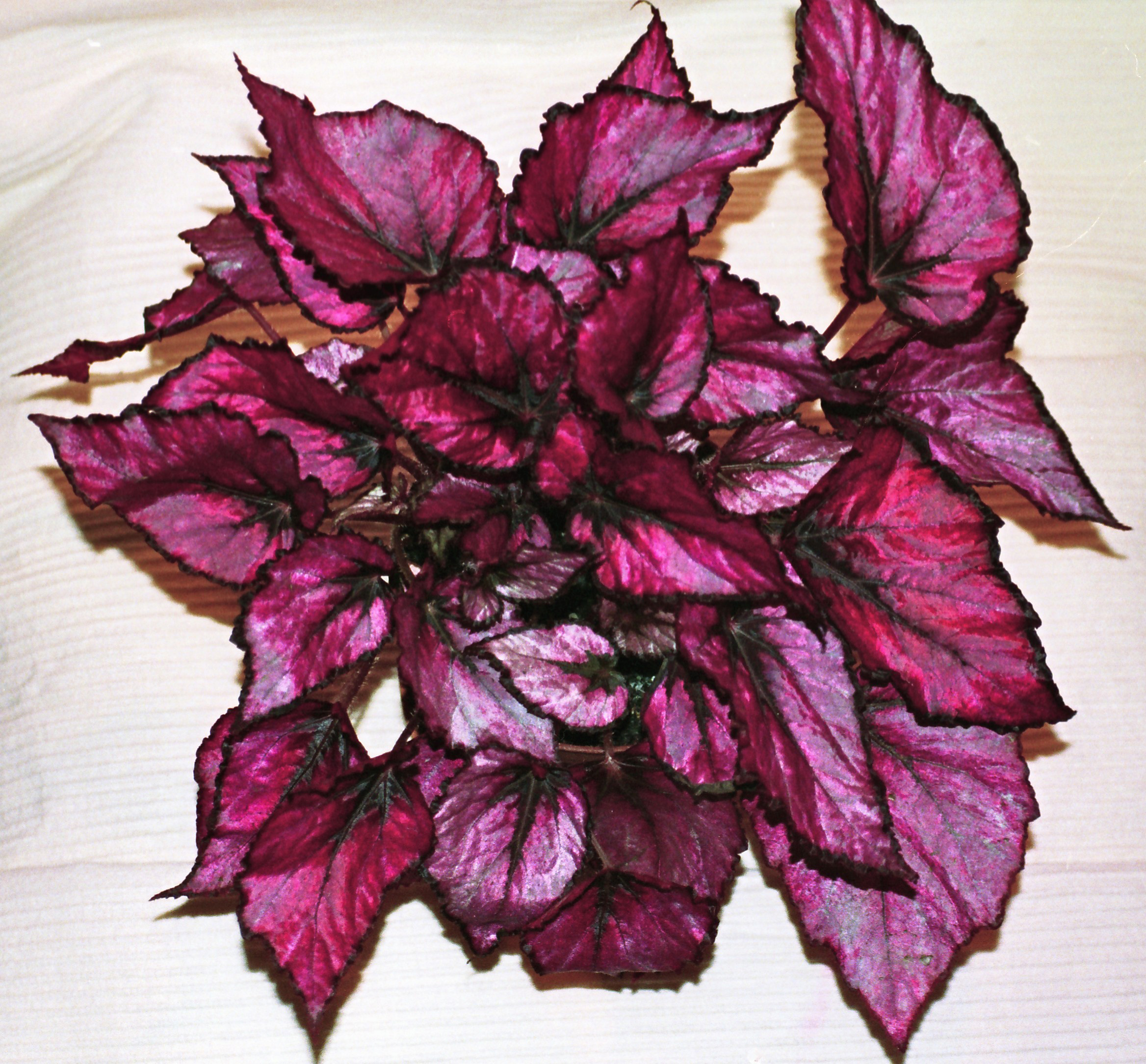 File:Begonia hybr. 'Regal'.jpg - Wikimedia Commons
