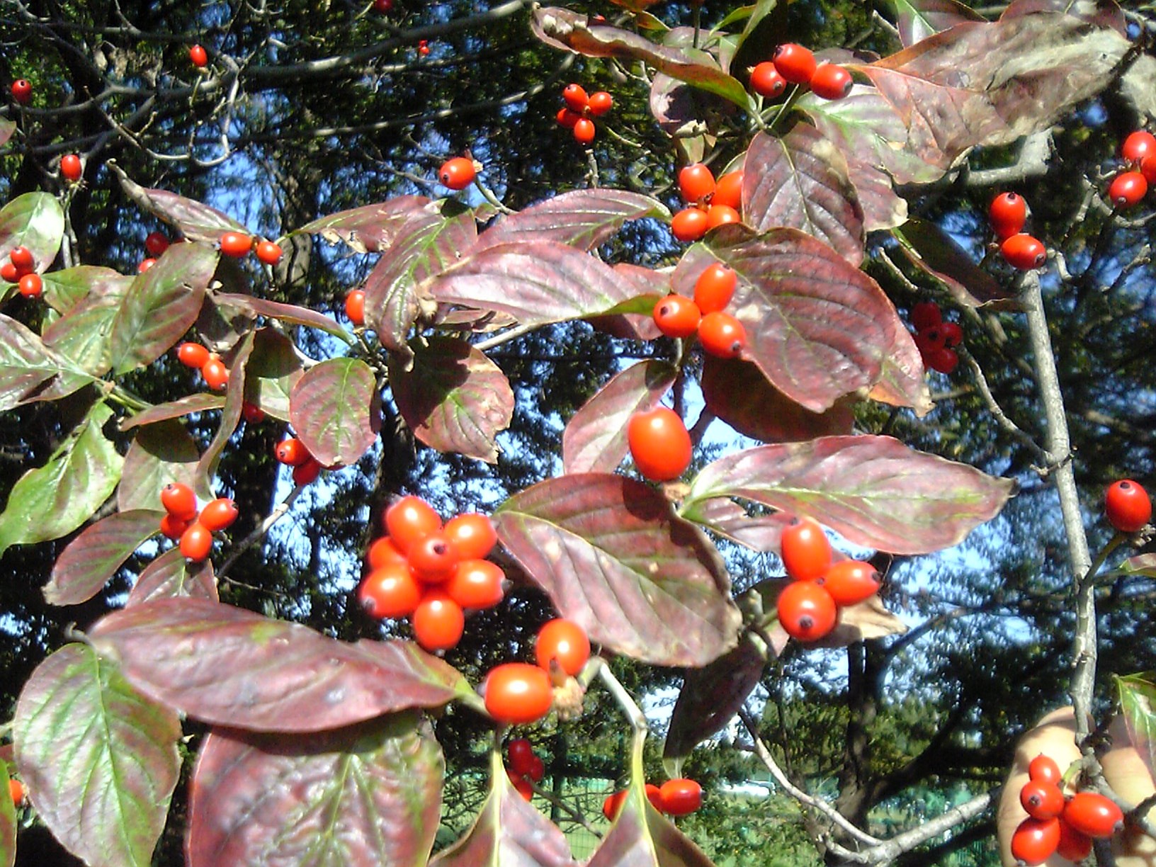 Cornus florida - Wikipedia