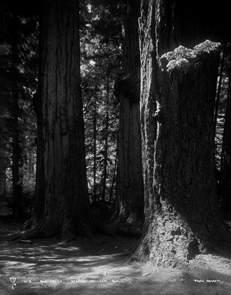 File:Big Trees, Stanley Park, Vancouver, B.C..jpg