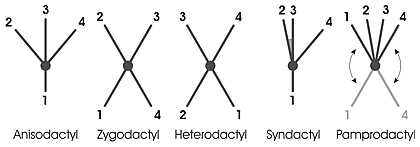 Toe arrangement in a bird's right foot Bird feet - toe arrangement (dactyly) EN.gif