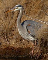 Great blue heron Birdidzik.jpg