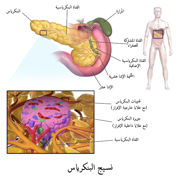 File:Blausen 0701 PancreaticTissue-ar.png