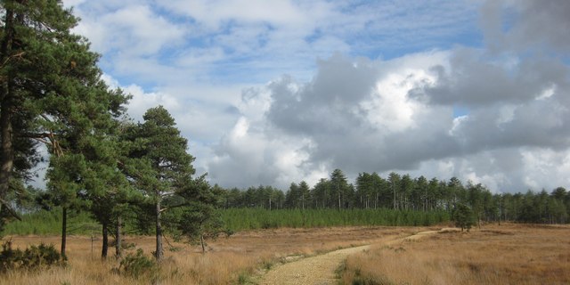 File:Bloxworth Heath - geograph.org.uk - 1551930.jpg