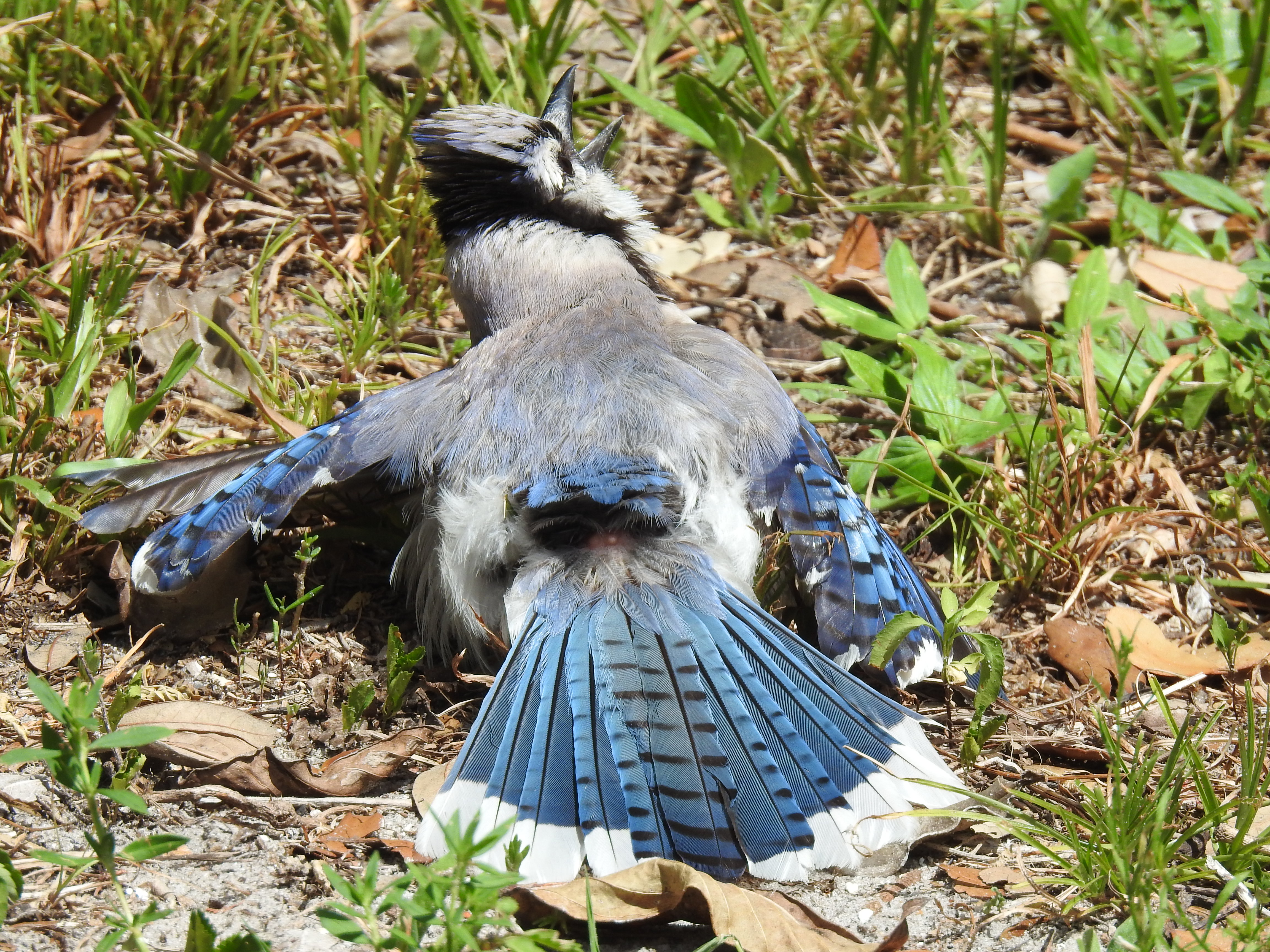 File:Blue Jay anting, showing uropygial gland.jpg - Wikipedia