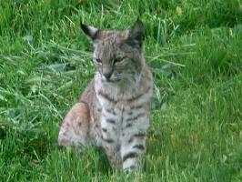 Bobcat at the Blue Ridge National Wildlife Refuge Blueridgebobcat.jpg