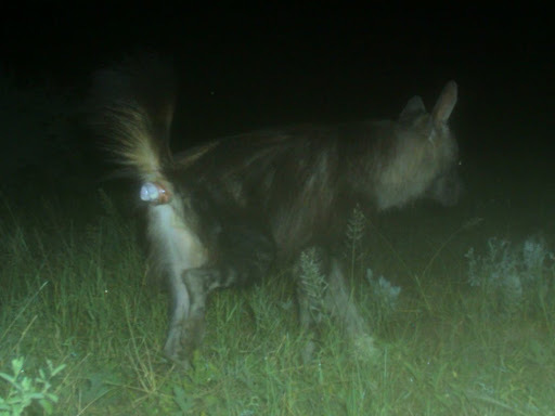File:Brown hyena in Ghanzi, BW-GH, BW 2.jpg