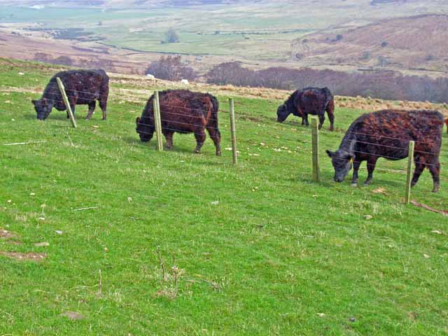 File:Cattle below Edmondbyers Common - geograph.org.uk - 157145.jpg