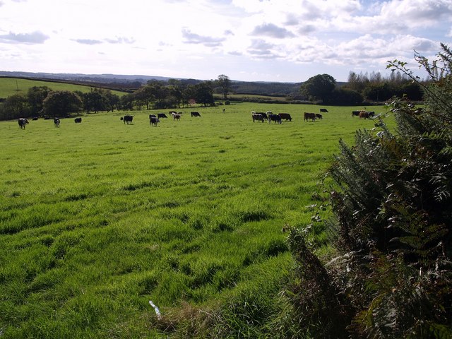 File:Cattle on Filleigh Moor - geograph.org.uk - 575230.jpg