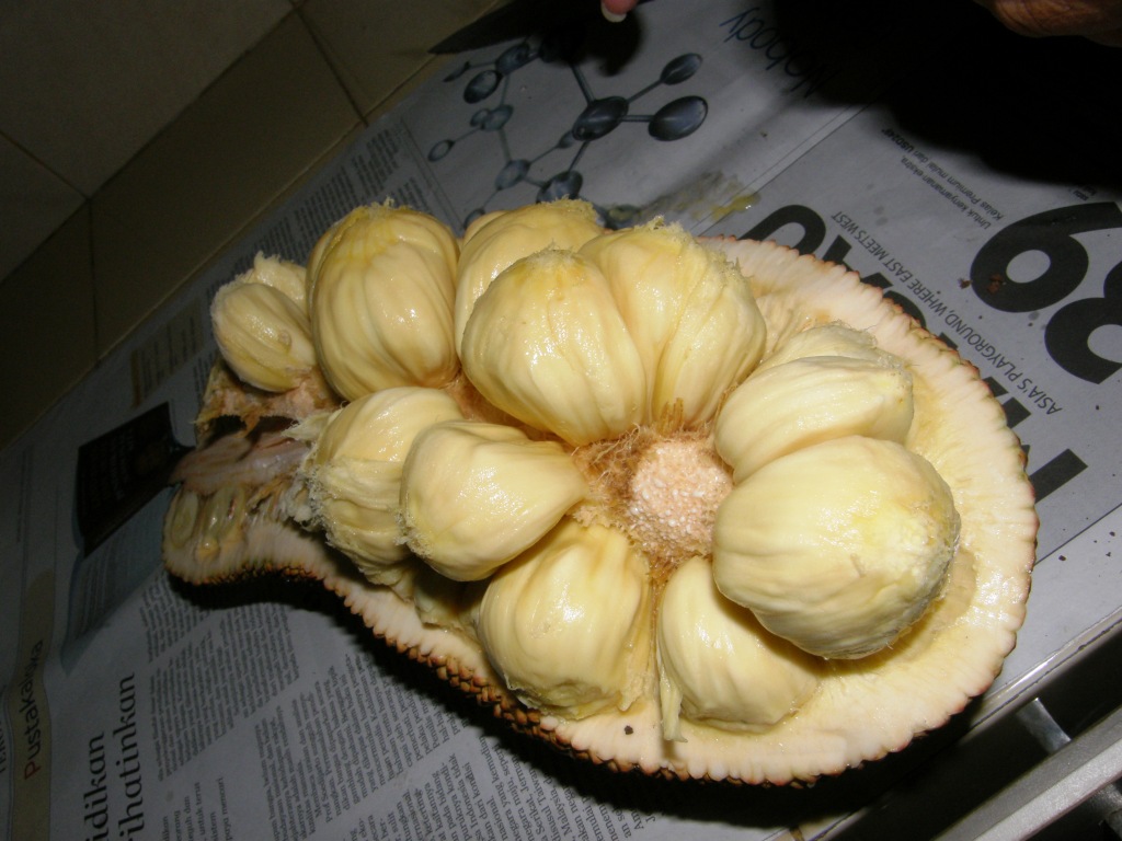 buah cempedak