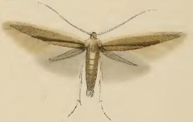 <i>Coleophora milvipennis</i> Species of moth