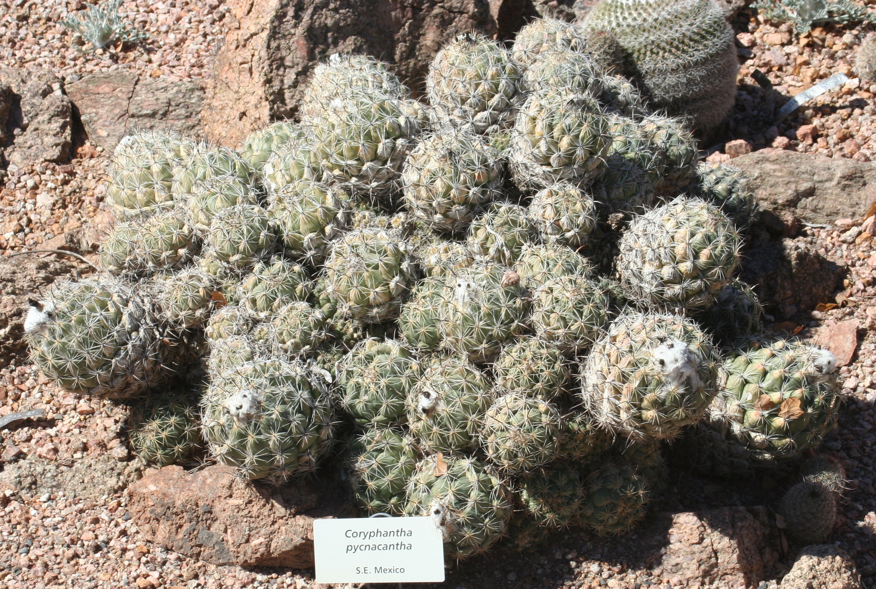 Datei Coryphantha Pycnacantha Desert Botanical Garden Jpg