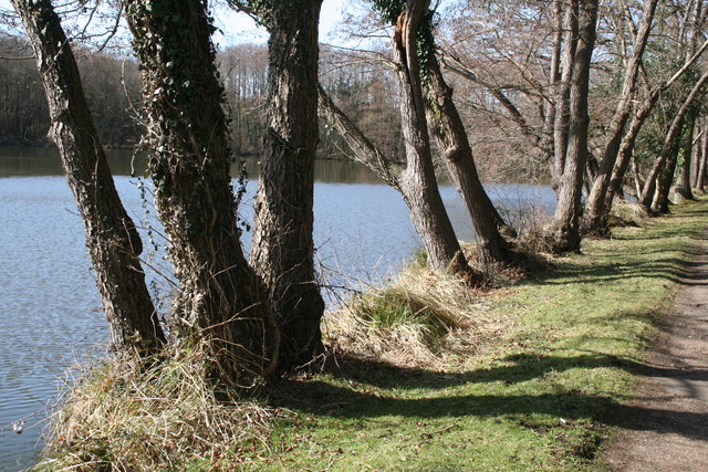 Cuttmill Pond, Puttenham Common, Surrey - geograph.org.uk - 1210057