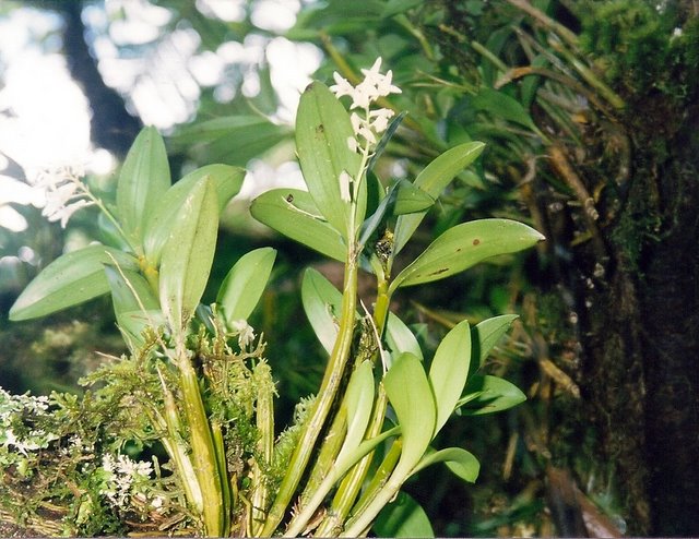File:Dendrobium moorei LHI.jpg