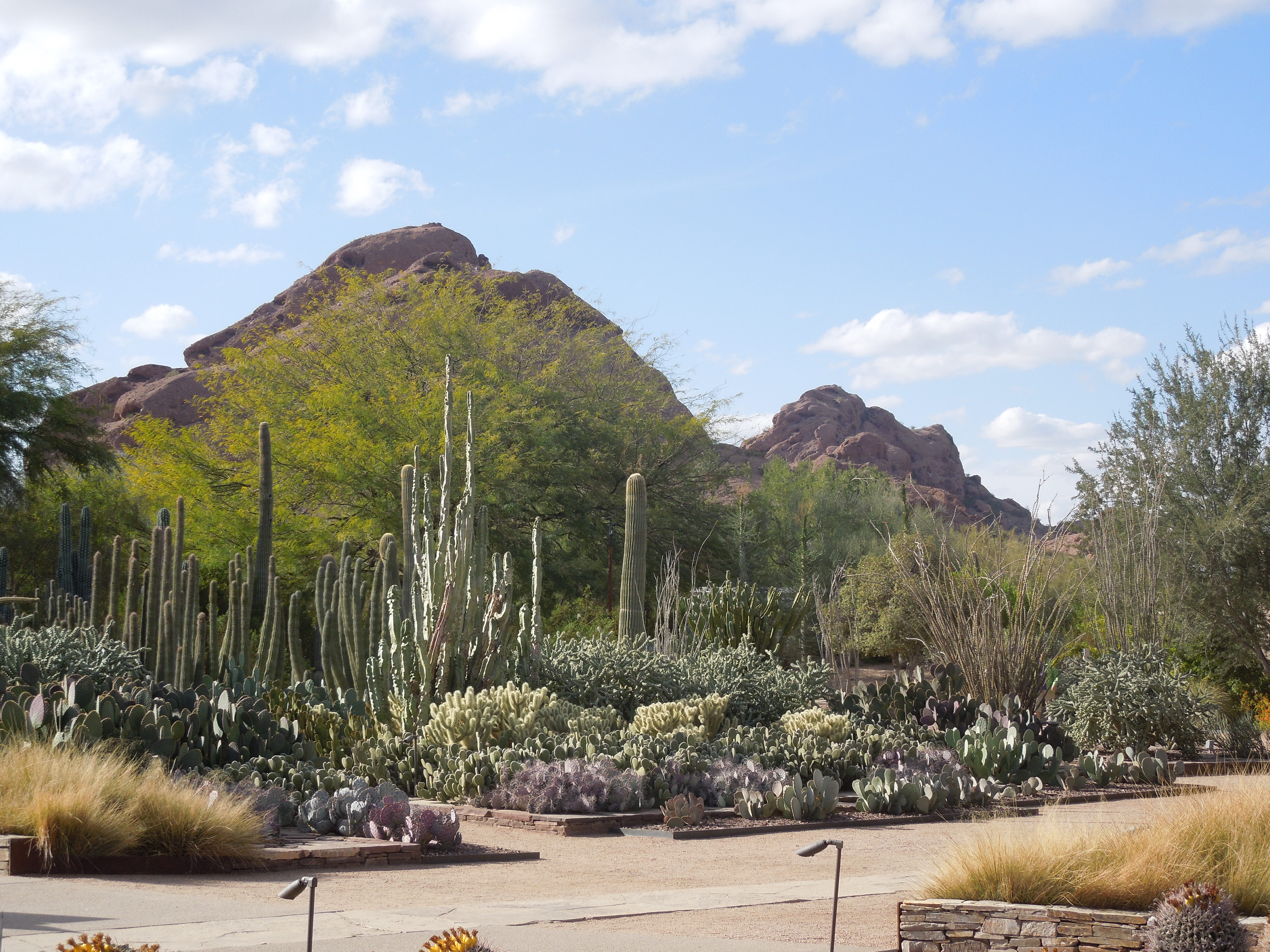 File Desert Botanical Garden Phoenix Arizona 53 Jpg Wikimedia