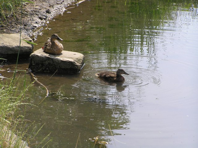 File:Ducks on Carr Forge Dam - geograph.org.uk - 194501.jpg