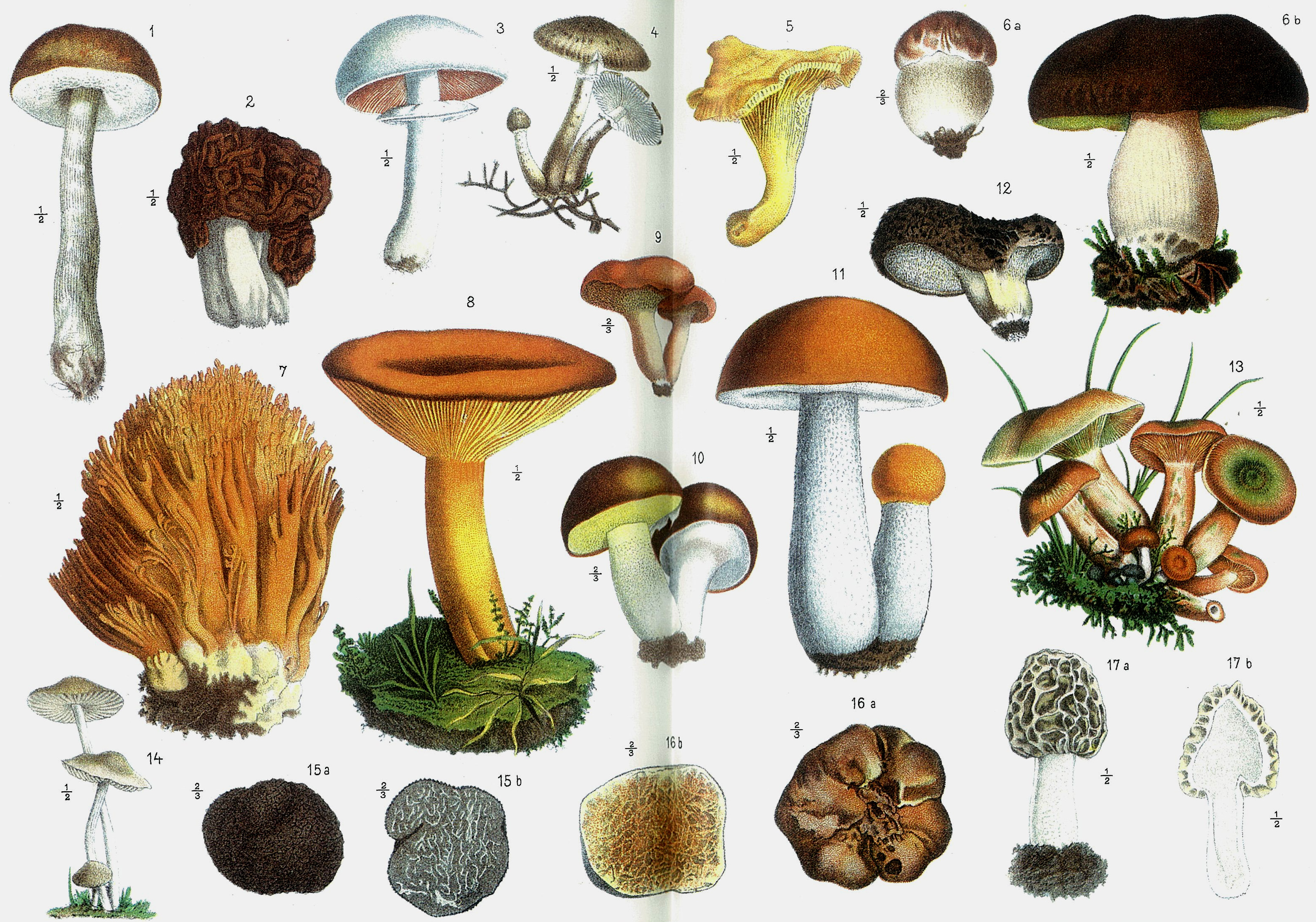 Jaké jsou druhy hub?