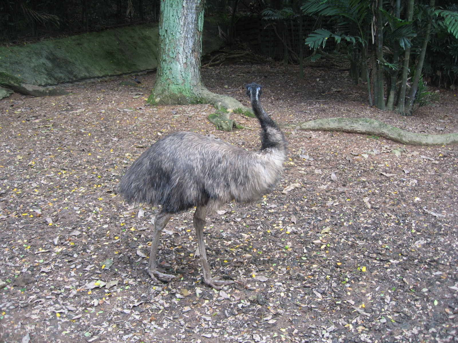 File:Emu, Jurong BirdPark 2.JPG - Wikipedia