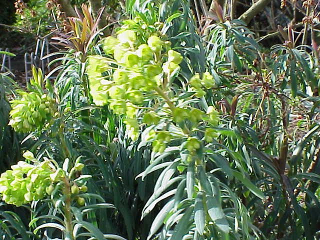 File:Euphorbia characias15.jpg