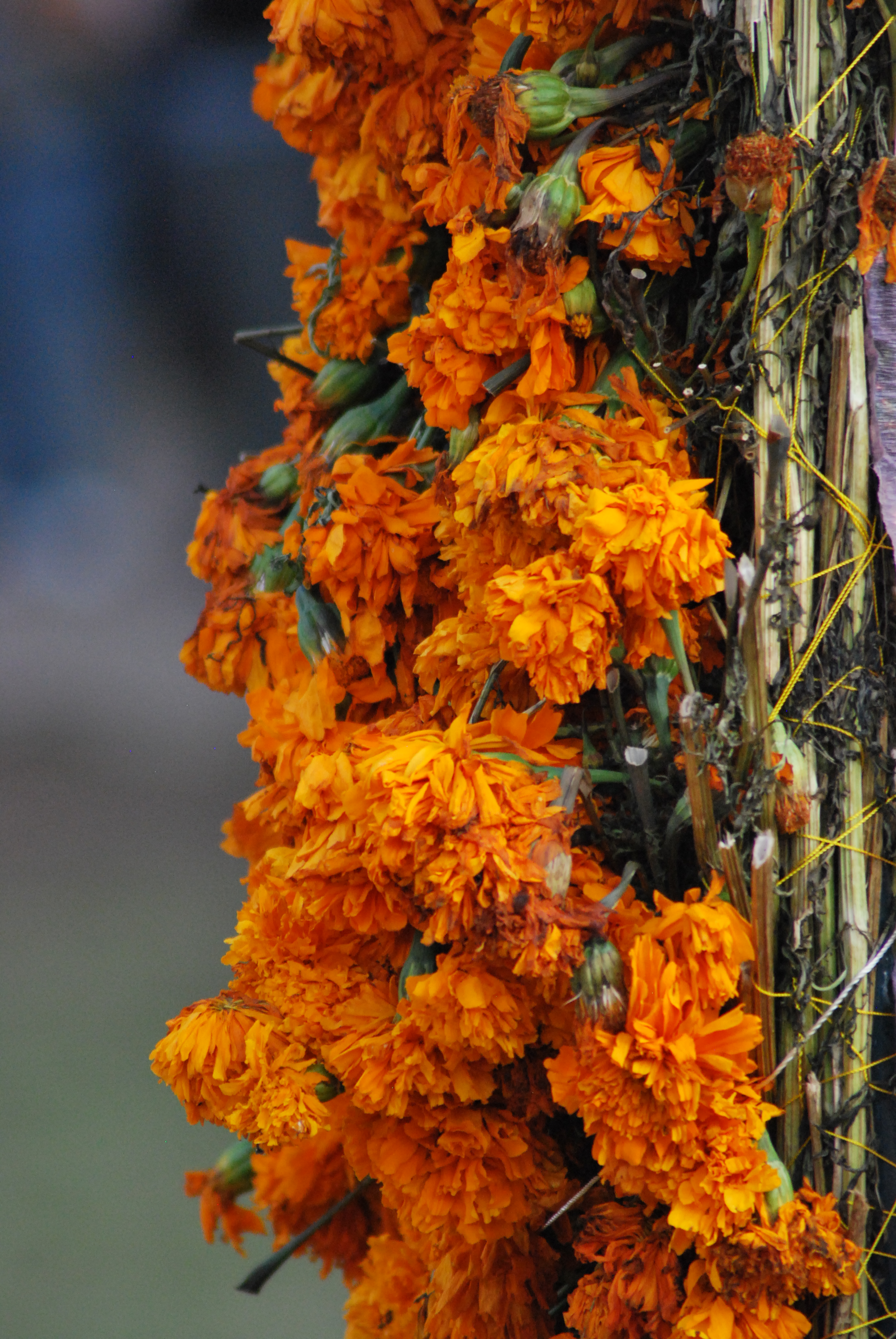 Flor de pascua: cuidados en verano