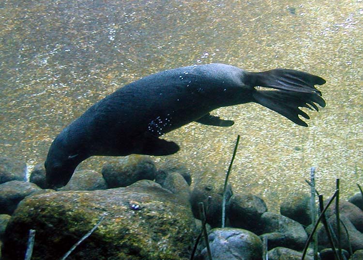 File:Fur.seal.bristol.750pix.jpg