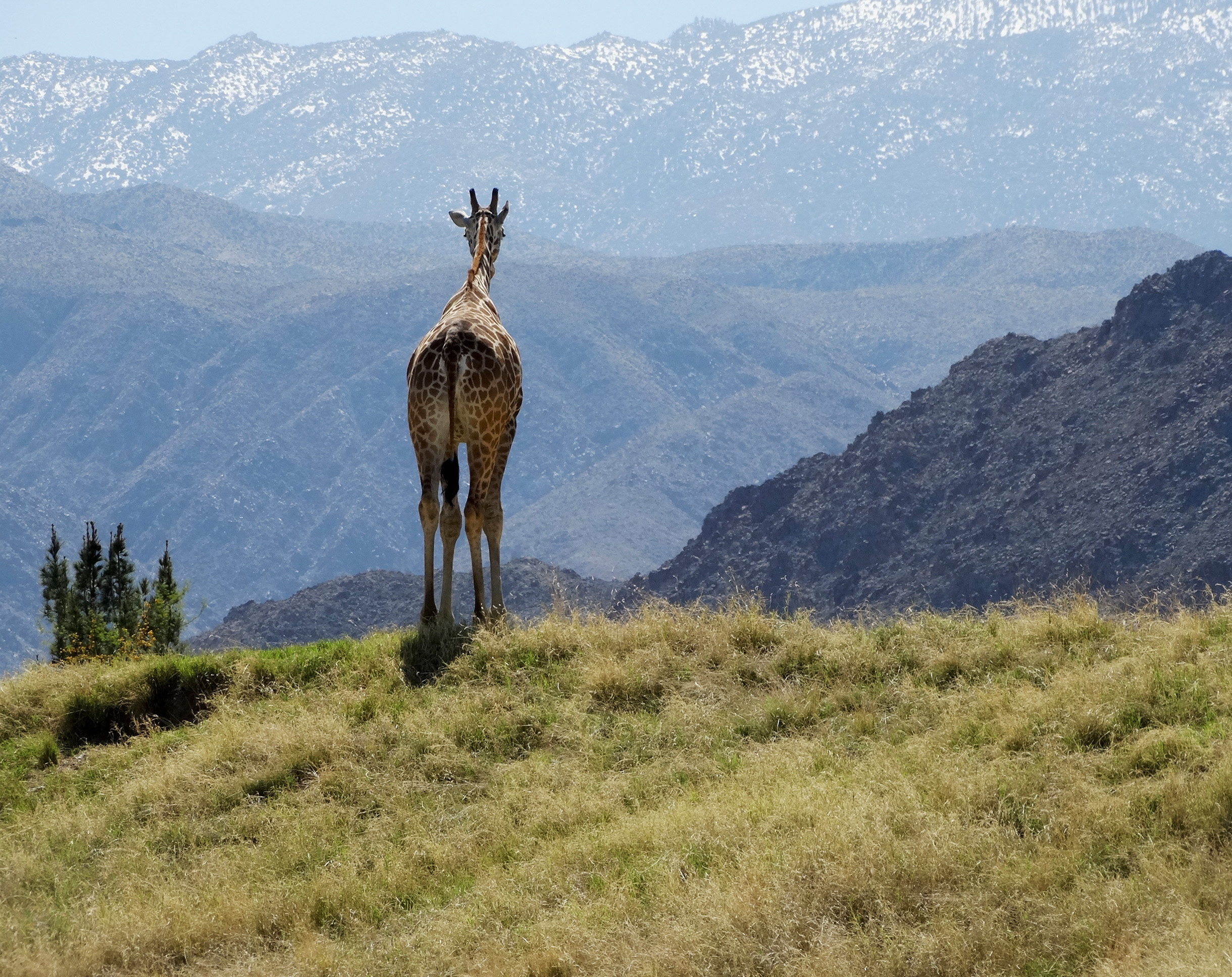 Giraffe and Snow, Living Desert 3-15 (16579748539).jpg