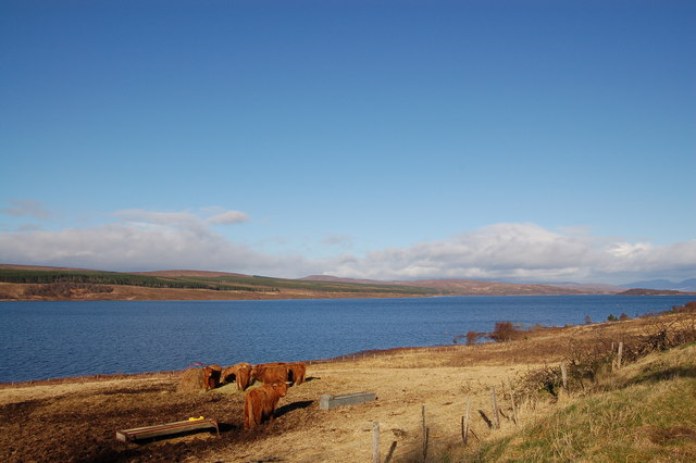 File:Highland cattle grazing on the banks of Loch Shin - geograph.org.uk - 1254748.jpg