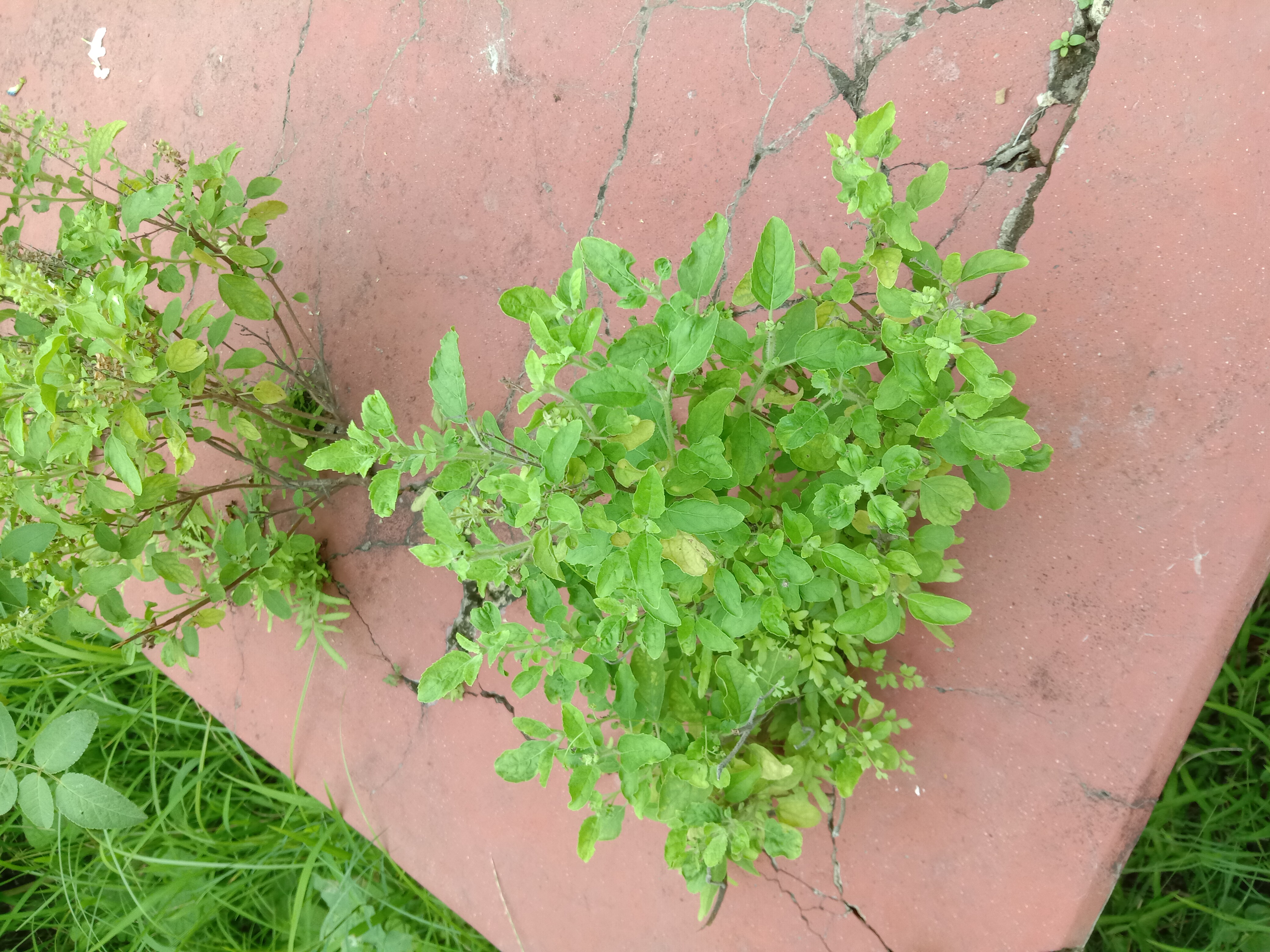 File Holy Basil plants in West Bengal India.jpg Wikimedia Commons