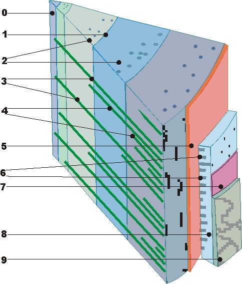 File:Holz querschnitt.jpg