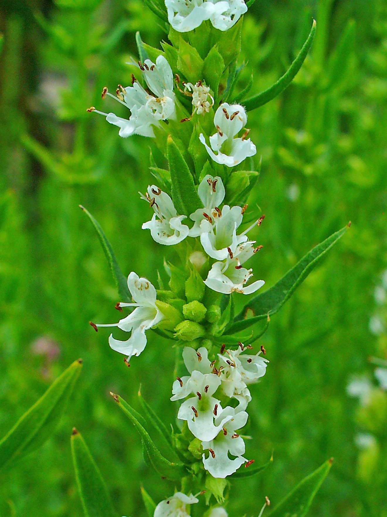 https://upload.wikimedia.org/wikipedia/commons/b/bb/Hyssopus_officinalis_003.JPG