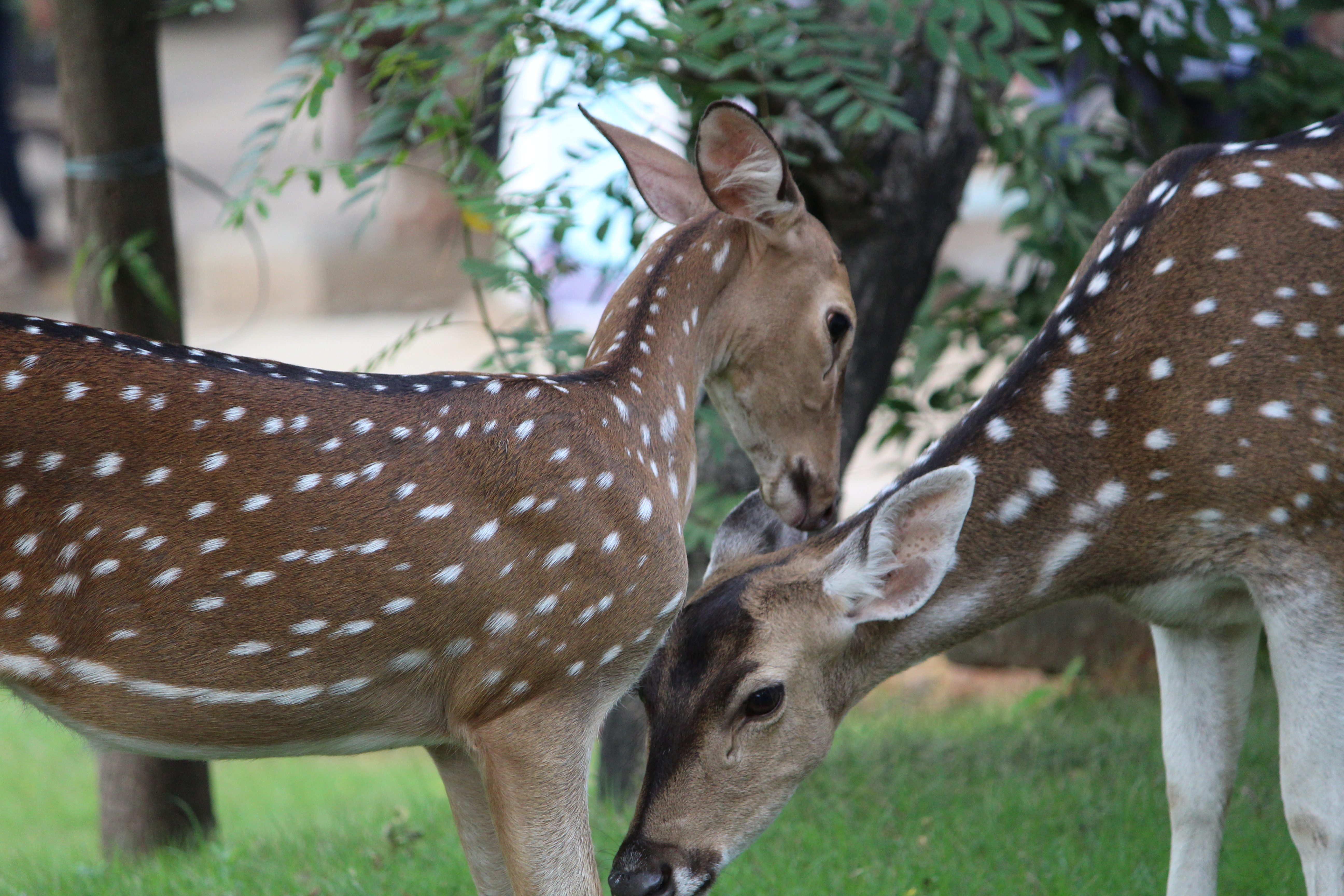 Deer +18. Олень 18