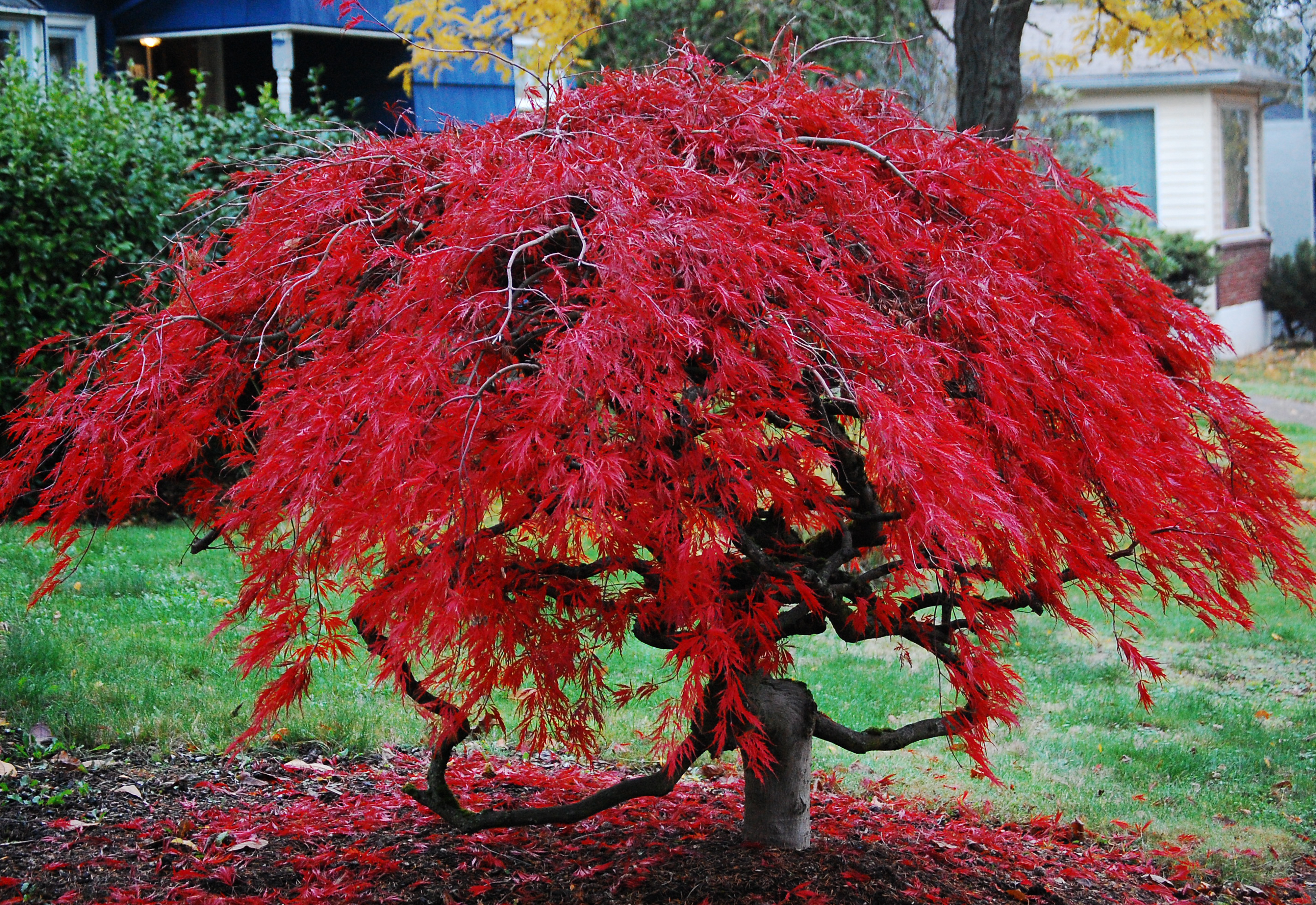 Японский клен Acer palmatum