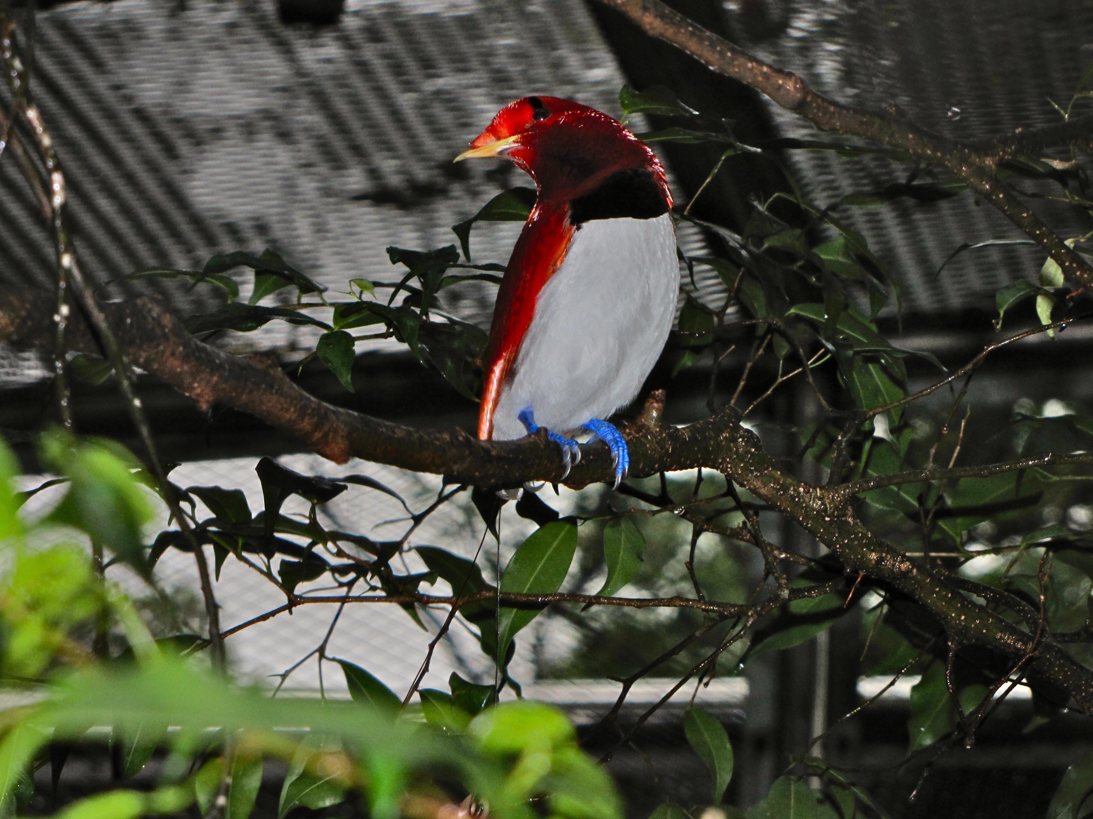 King Bird-of paradise Cicinnurus regius (7116209033).jpg