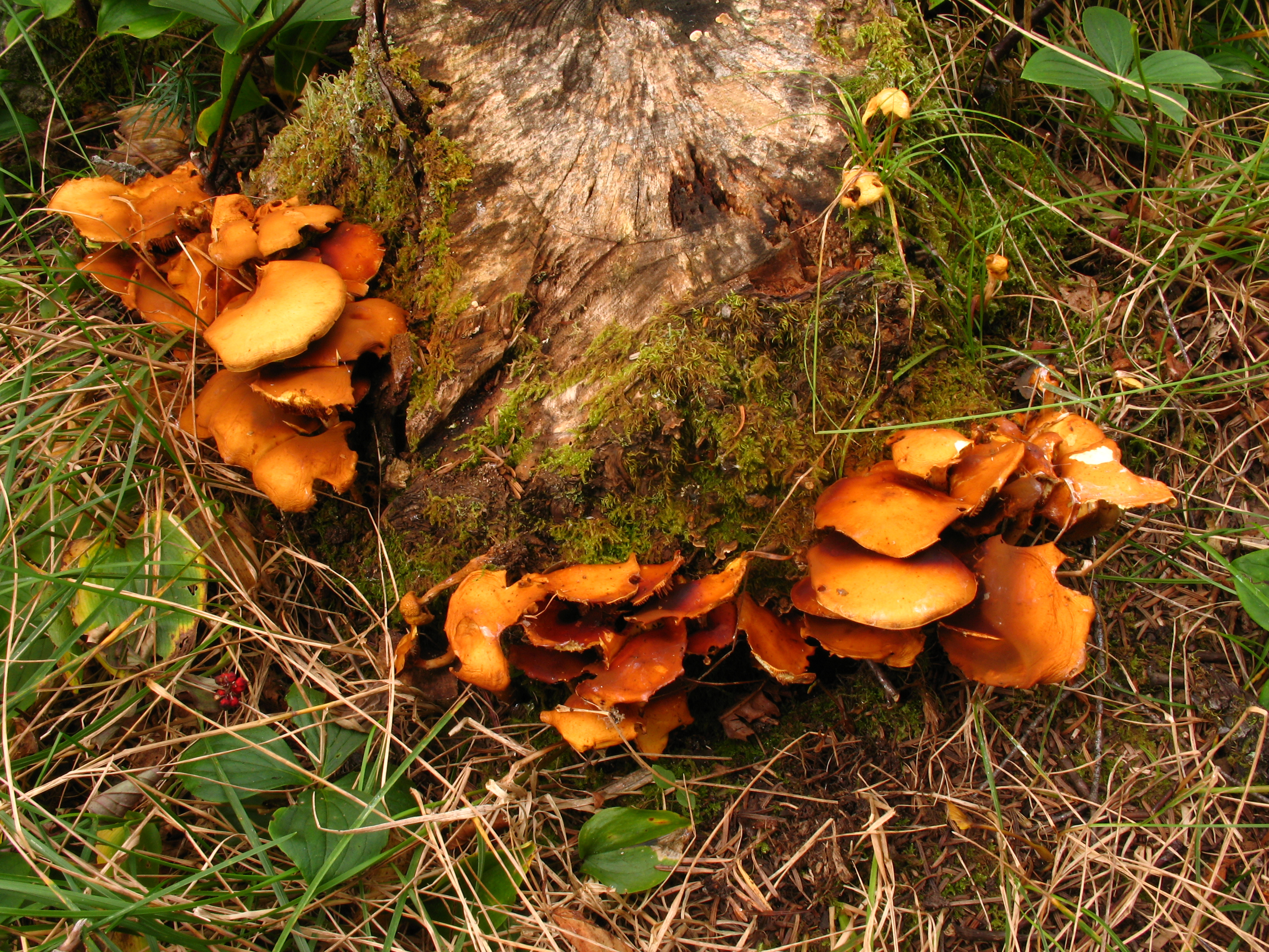 Kuehneromyces mutabilis (8110366085).jpg