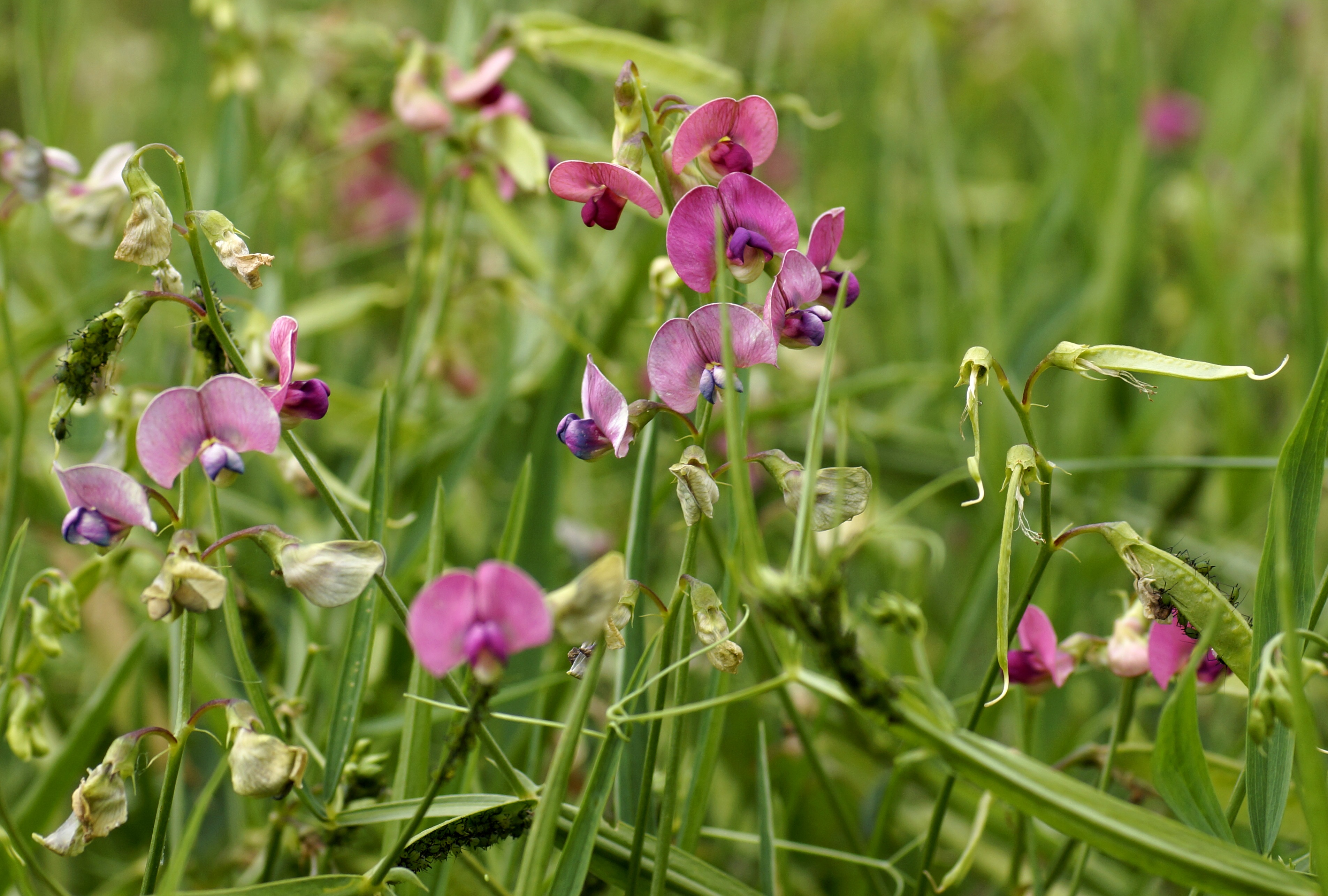 Покажи чина. Латирус латифолиус. Цветок Lathyrus latifolius. Чина (Lathyrus) широколистная. Горошек чина широколистная.