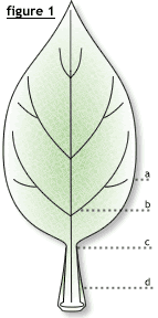 https://upload.wikimedia.org/wikipedia/commons/b/bb/Leaf_Diagram_1.png