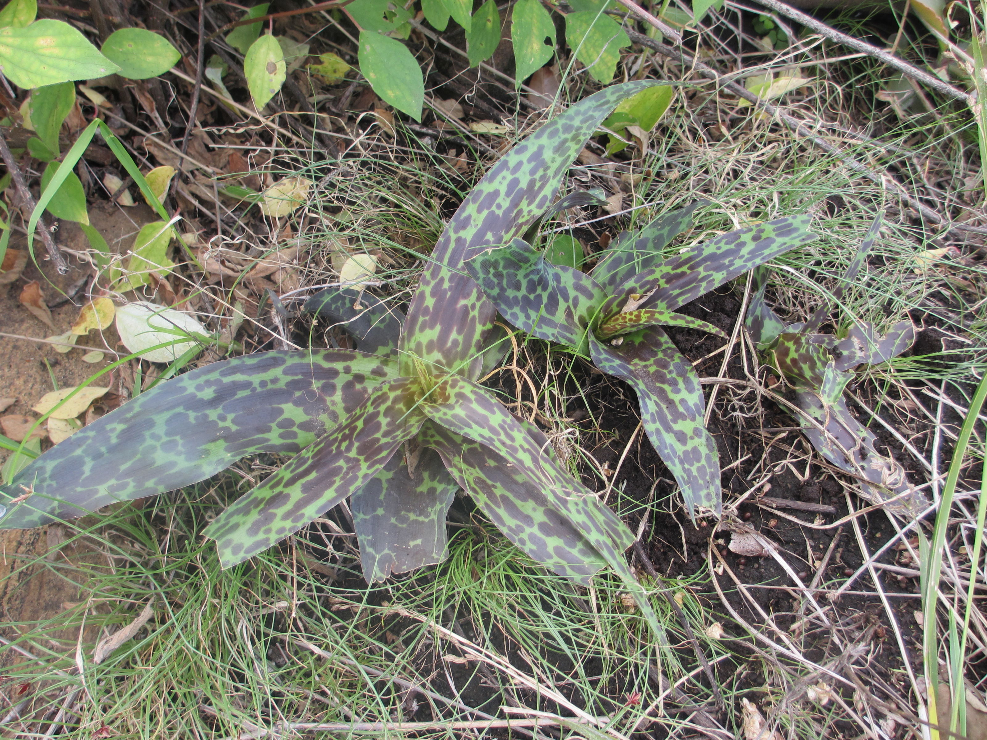 Ledebouria sp. - Zembe 2 (11791883744).jpg