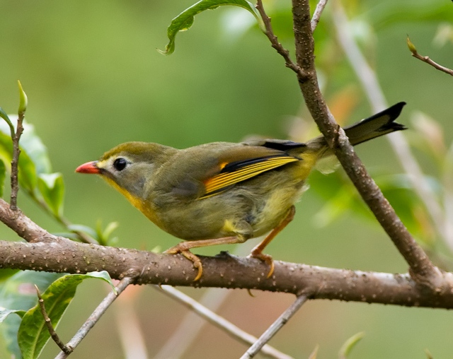 File:Leiothrix lutea, Ravangla, Sikkim 2.jpg