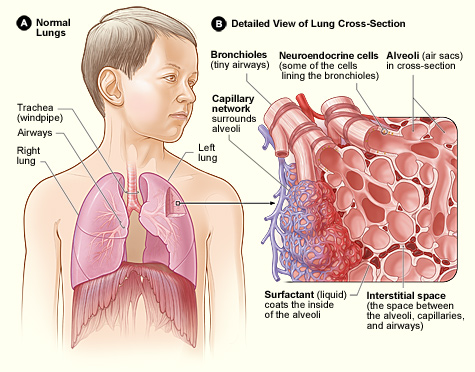 File:Lung structure normal.jpg