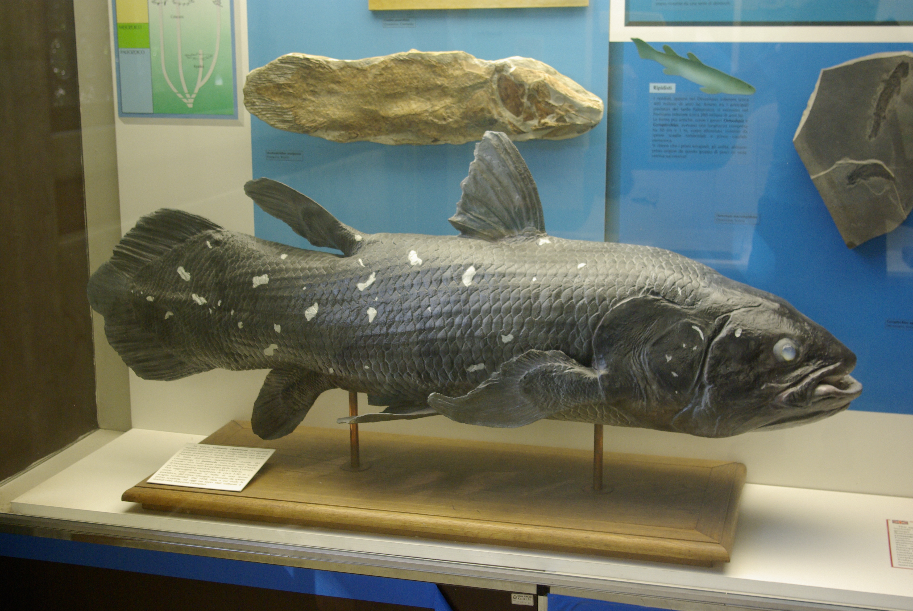 Какими были первые рыбы. Латимерия Палеонтологический музей. Latimeria menadoensis. Латимерия окаменелость.