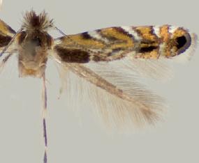 <i>Macrosaccus uhlerella</i> Species of moth