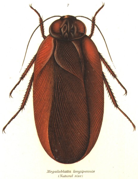 prehistoric cockroach size