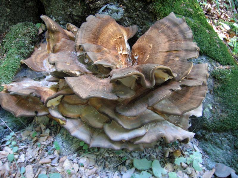 File:Meripilus giganteus orijaski zbunac.jpg