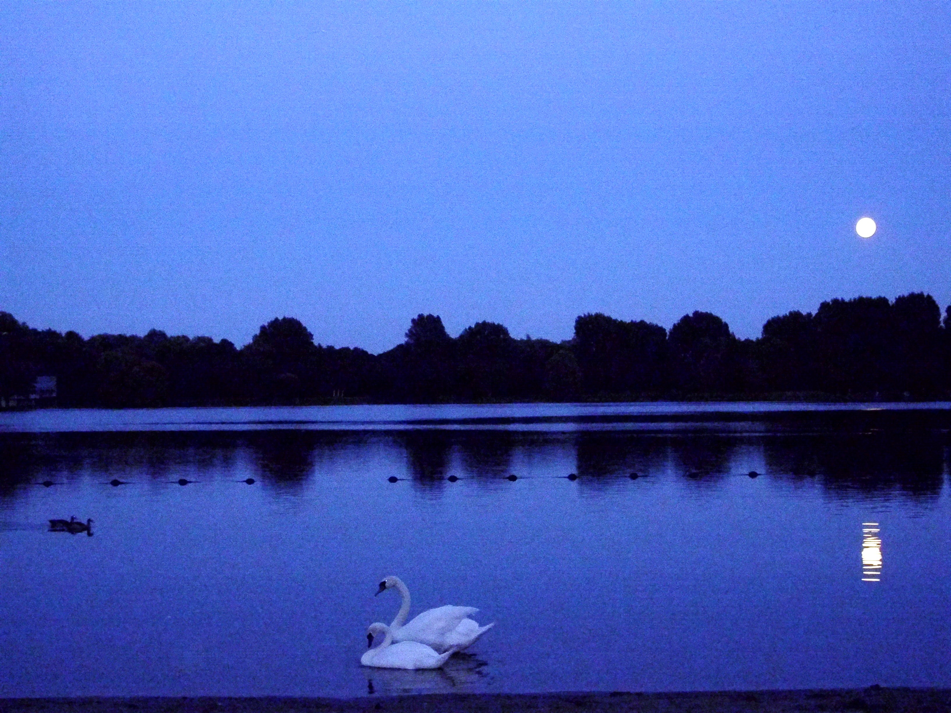 File Moon Above Lake With Swans Jpg Wikimedia Commons