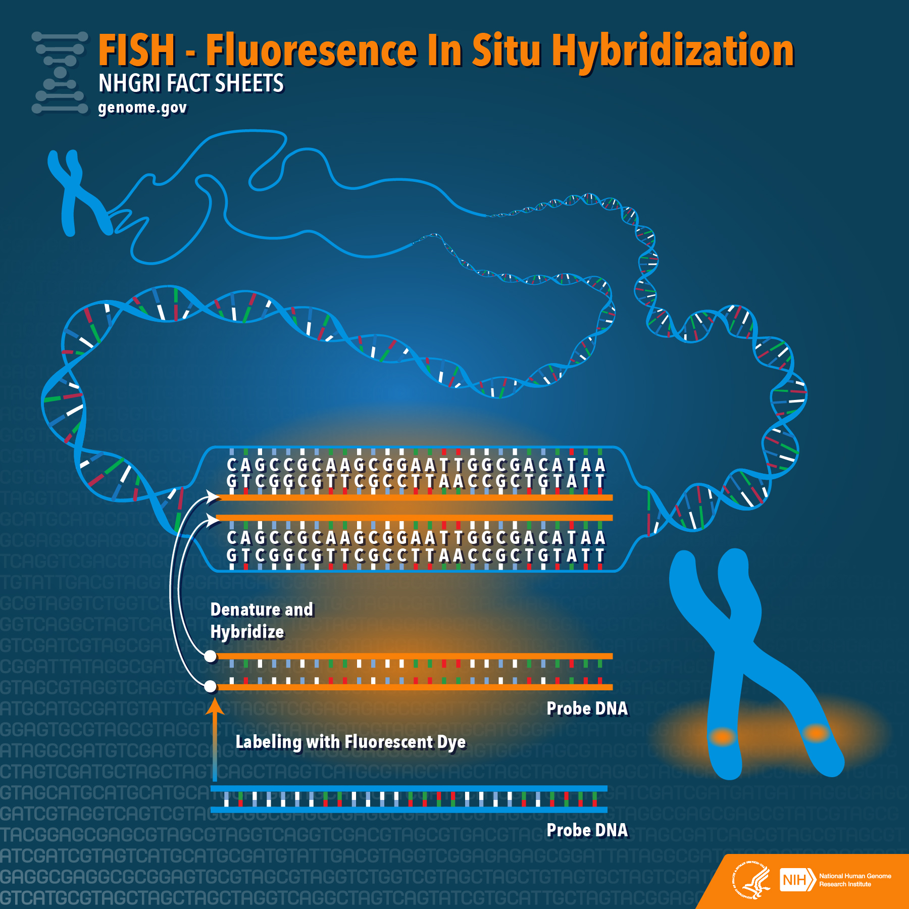 In situ. Флуоресцентная гибридизация in situ. In situ - Fish (Fluorescence in situ hybridization). Fluorescence in situ hybridization Fish. Fluorescent in situ hybridization Fish.