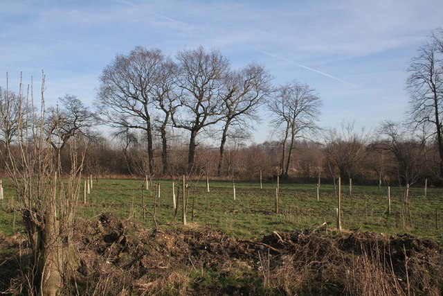 File:New afforestation looking into Rand Wood - geograph.org.uk - 329908.jpg