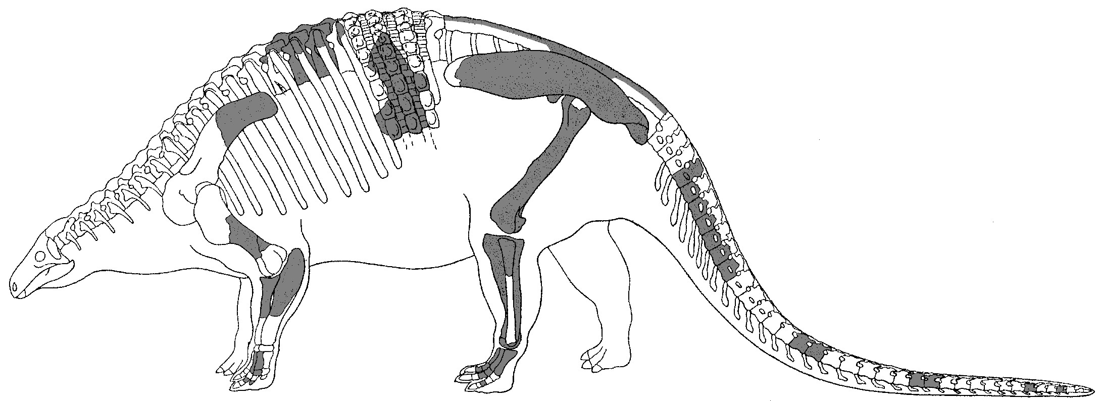 fichier nodosaurus textilis jpg wikipedia coloriage de voitures pdf gratuit