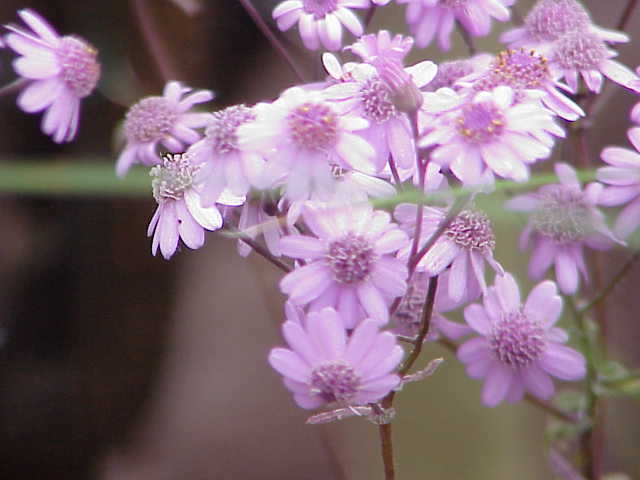 File:Pericallis cruenta0.jpg